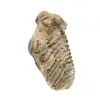 Trilobite från Marocko - 3