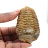 Trilobit fossil - 0