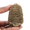 Rå trilobit - 0