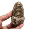 Trilobit - 0