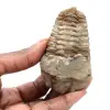 Fossil trilobit - 0