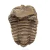 Fossil trilobite Marocko - 1