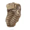 Fossil trilobite Marocko - 2