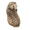 Fossil trilobite Marocko - 3