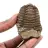 Fossil trilobite Marocko
