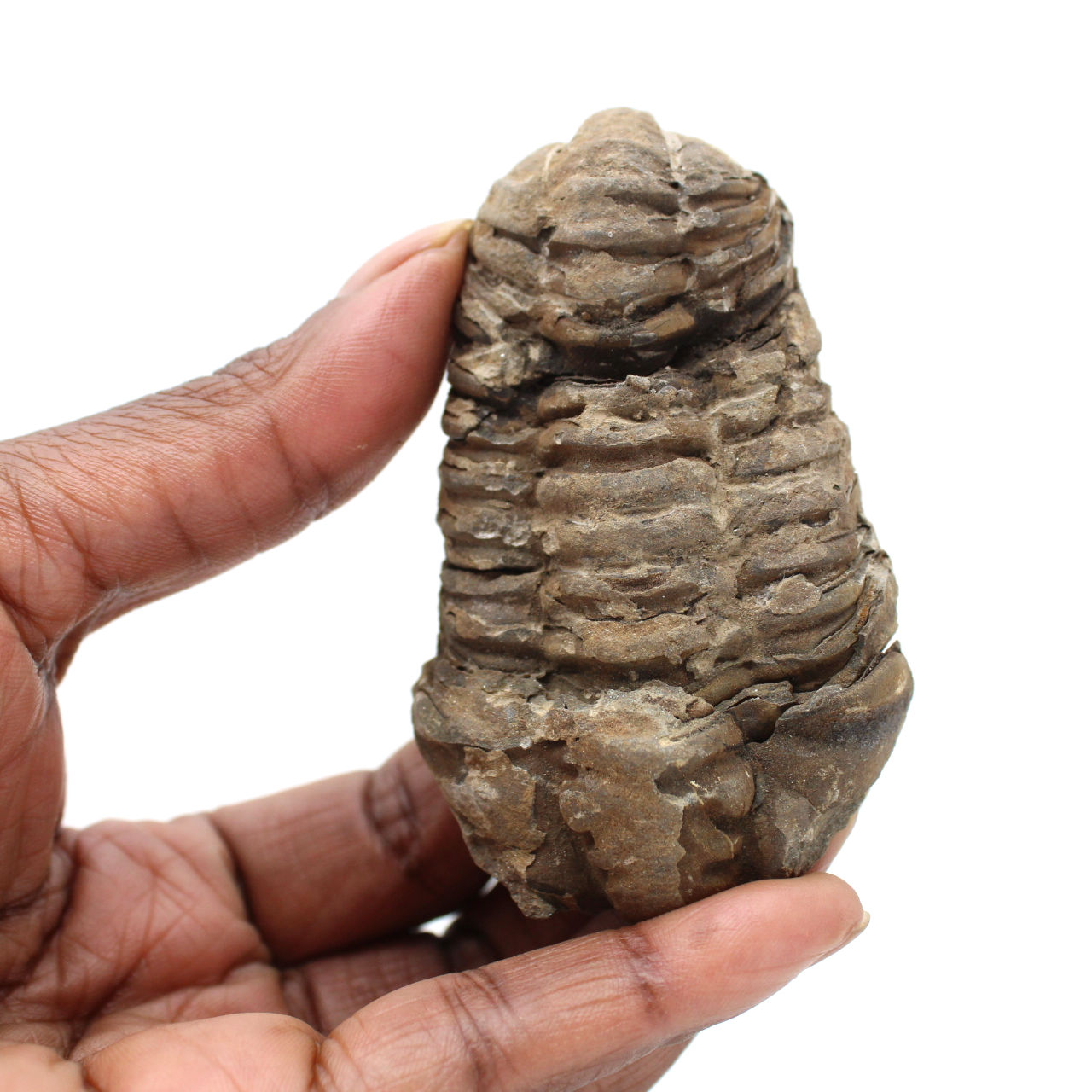 Trilobitfossil från Marocko