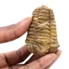 Rå fossil trilobit - 0