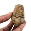 Rå trilobit från Marocko - 0