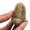 Trilobit - 0