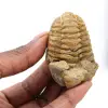 Trilobit - 0