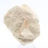 Fossil otodus tand - 0