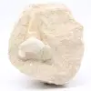 Fossil otodustand på gång - 0