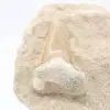 Fossil otodustand på gång - 1