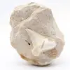 Fossil otodustand från Marocko - 0