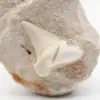 Fossil otodustand från Marocko - 1