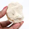 Fossil otodustand från Marocko - 2