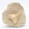 Otodus fossil Marocko - 0