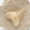 Otodus fossil Marocko - 1