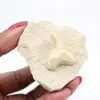 Otodus fossil Marocko - 2