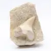 Fossil tand på gång - 0