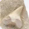 Fossil tand på gång - 1