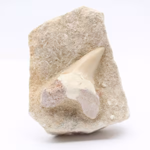 Fossil tand på gång