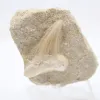 Fossil tand - 0