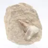 Otodus tand - 0