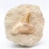 Fossil tand - 0