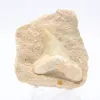 Fossil tand - 0