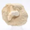 Otodus hajtand - 0