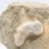 Otodus hajtand - 1