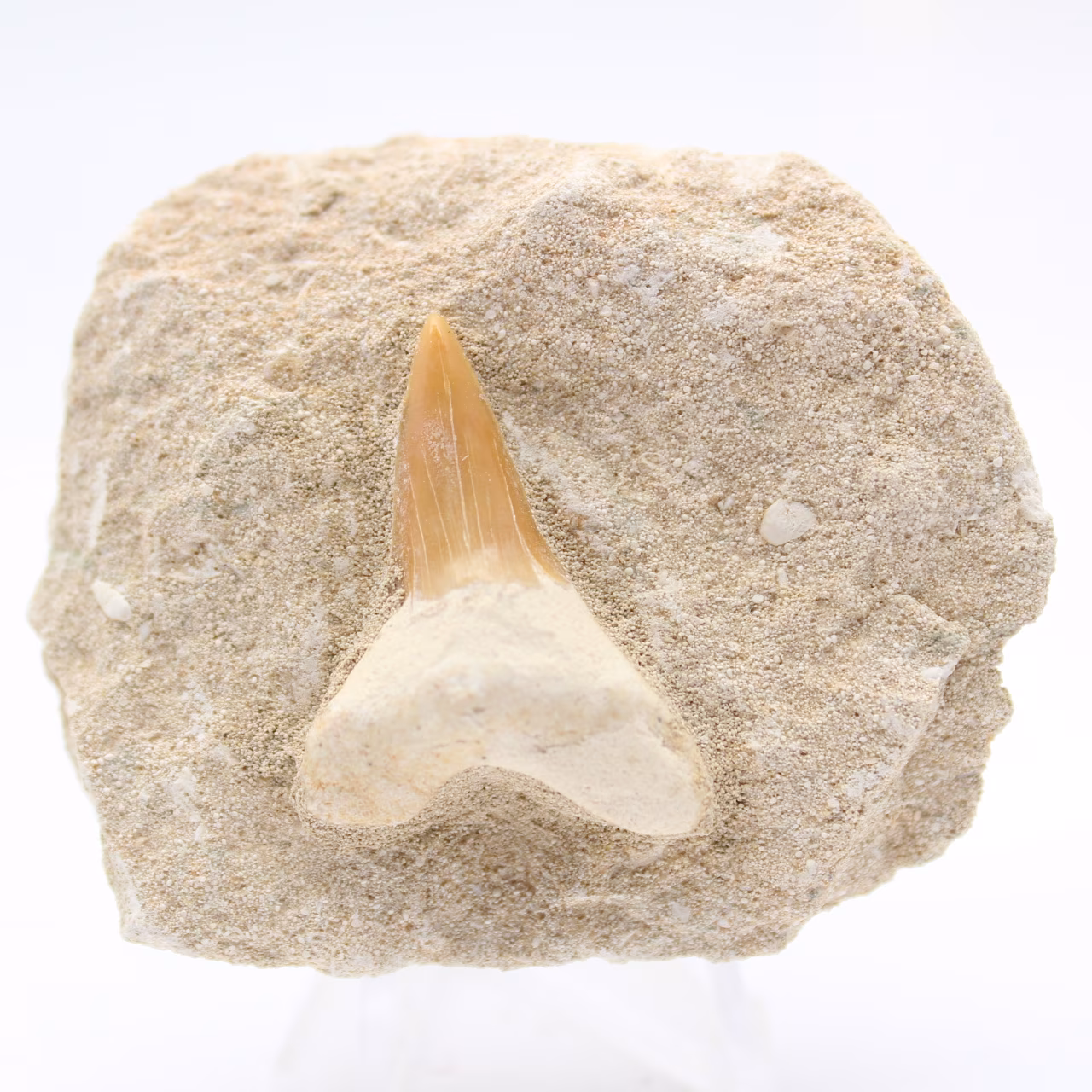 Fossil otodus hajtand