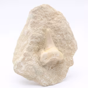 Fossil otodus hajtand