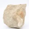 Otodus hajtand - 0