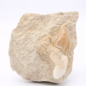 Otodus hajtand