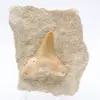 Fossil otodus Marocko - 0