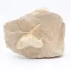 Fossil hajtand på matris - 0
