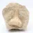 Fossil tand