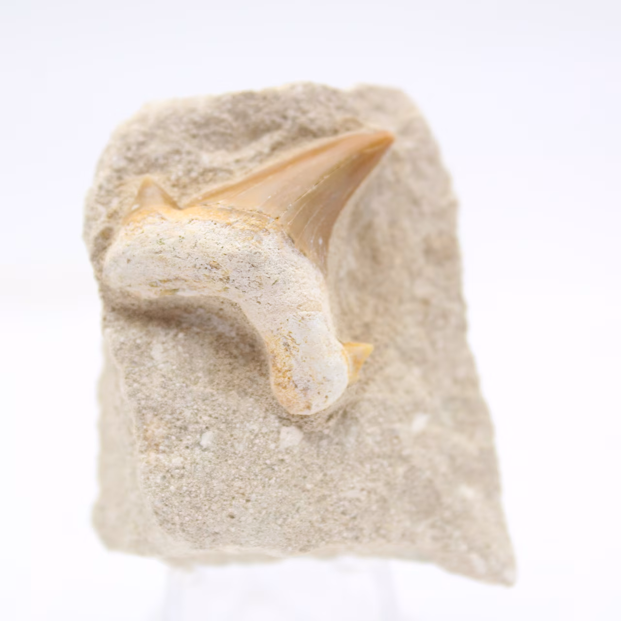 Otodus hajtand