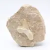 Otodus hajtand - 0