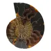 Fossil naturlig ammonit - 0