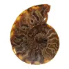 Polerad fossiliserad ammonit - 0