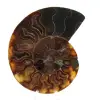 Polerat ammonitfossil - 0
