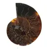 Fossil naturlig ammonit - 0