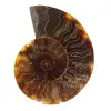 Polerad fossiliserad ammonit - 0