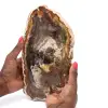 Polerat fossiliserat trä från Madagaskar - 0