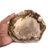 Fossilt trä - 0