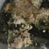 Chrysoprase pappersvikt - 6