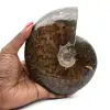 Polerad hel fossiliserad ammonit - 0